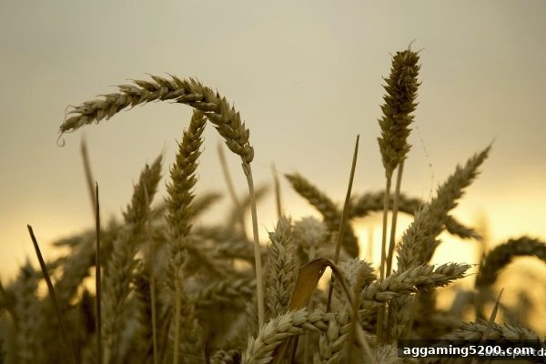沙巴体育官网揭秘：英超直播每日签到奖励的全方位价值与高效获取策略